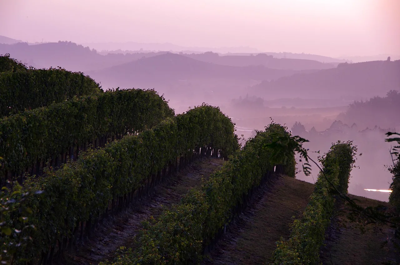 Viñedo con neblina en el Valle del Maule